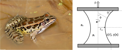 Un Pickerel frog y un diagrama de un puente capilar