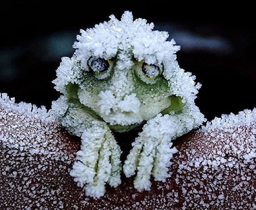 una rana congelada