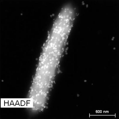 un híbrido bacteria-SdC