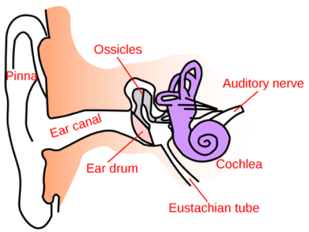 Anatomy of Ear.png